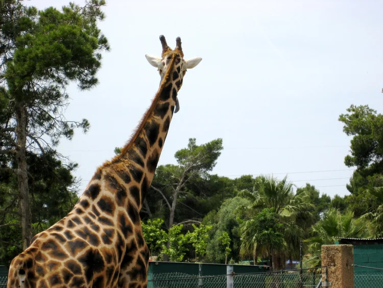 Safari Zoo
