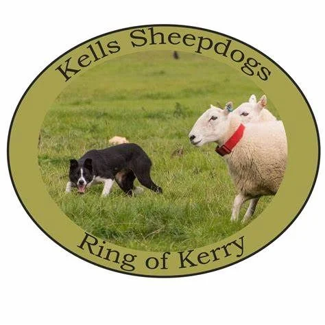 Kells Sheepdogs demonstration