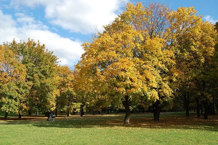 Mokotowskie Field
