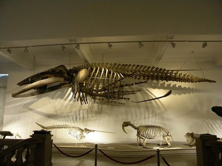 Grigore Antipa National Museum of Natural History