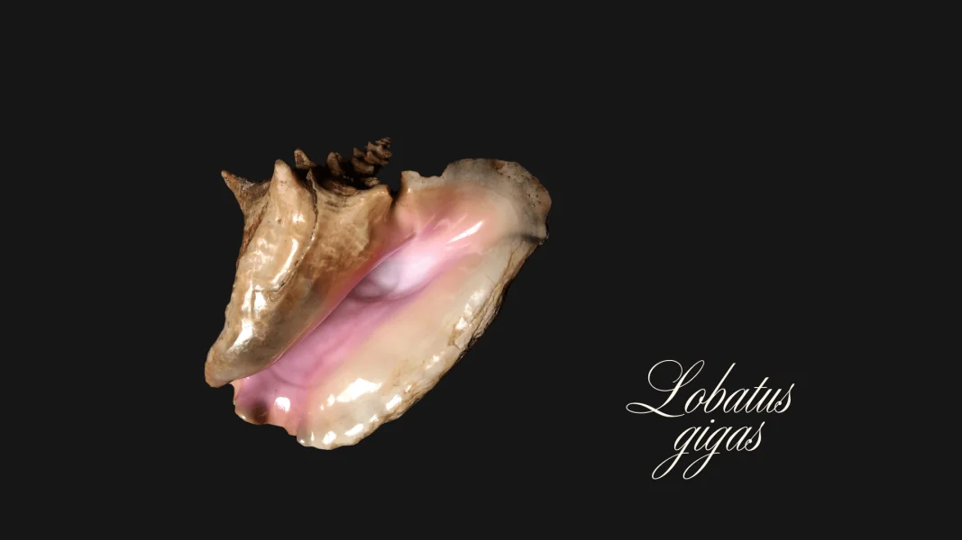 Queen Conch – The Sound of the Sea