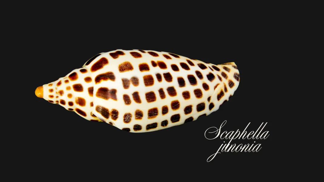 Junonia – The Shell of the Goddess Juno
