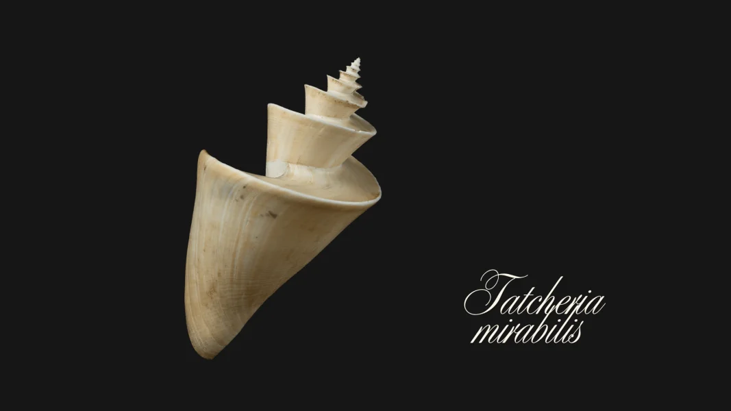Tatcheria mirabilis