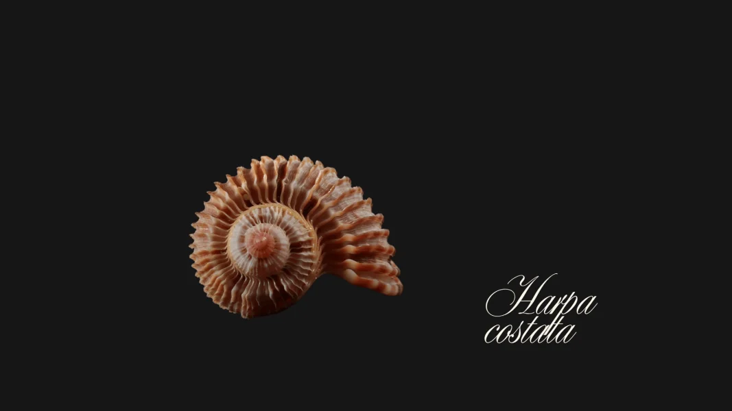 Harpa costata – The Self-Healing Harp Shell