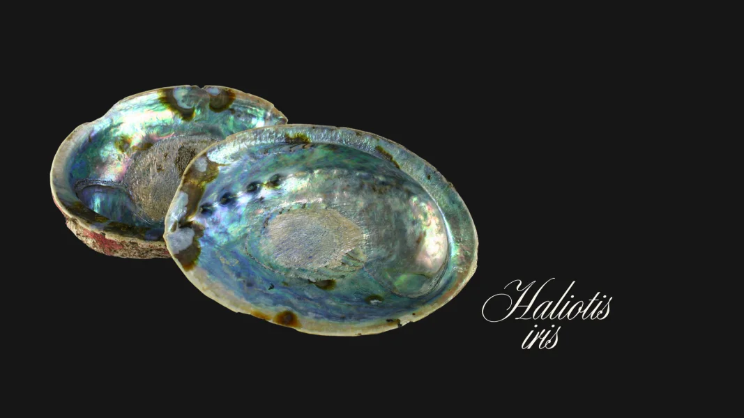 Paua – The Abalone’s Hidden Strength