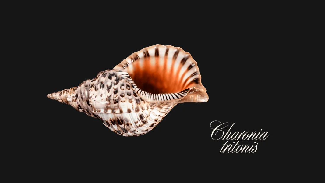 Triton’s Trumpet – The Shell of Ceremonies