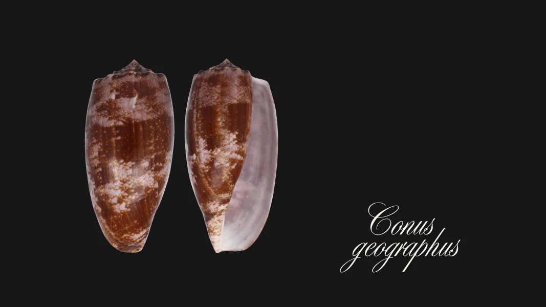 Geography Cone – The Deadly Poison Dart