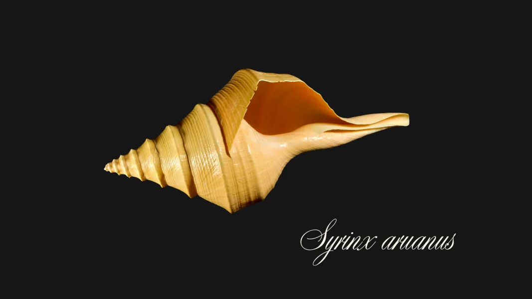 Australian Trumpet