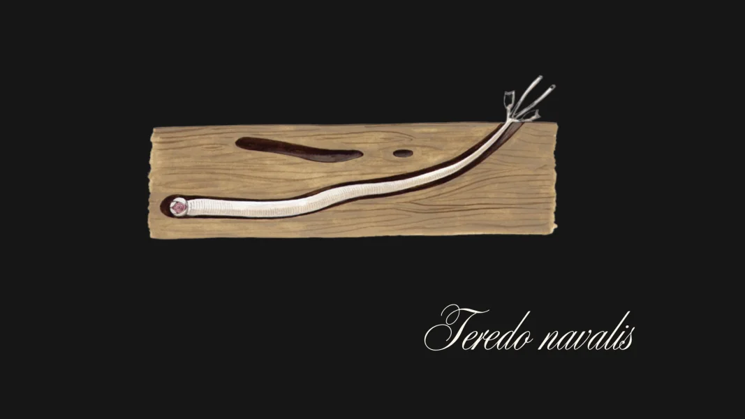 Naval Shipworm
