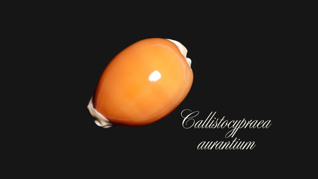 Golden Cowry