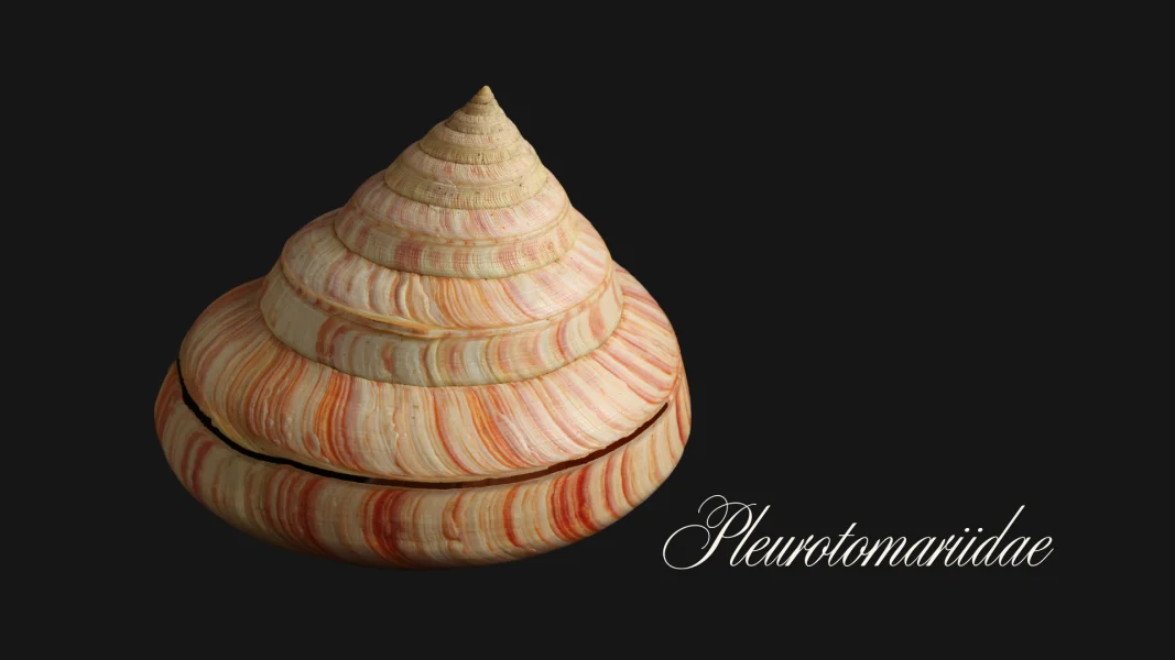 Slit shells