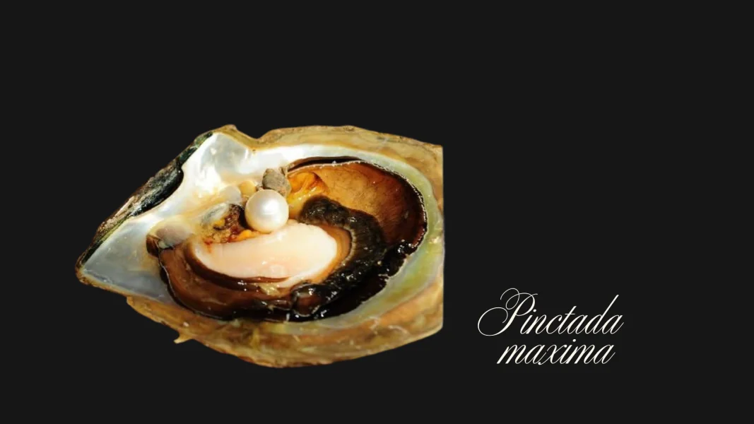 Pearls: Treasures of the Mollusk