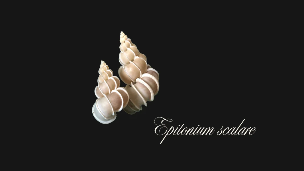 Epitonium scalare - Precious Wentletrap