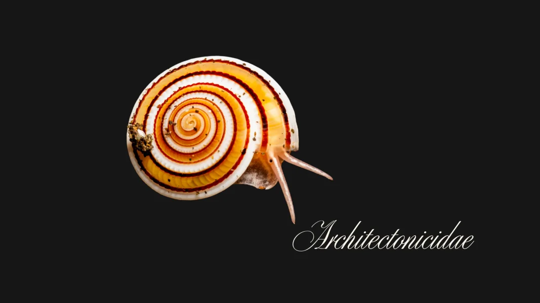 Sundial Shells