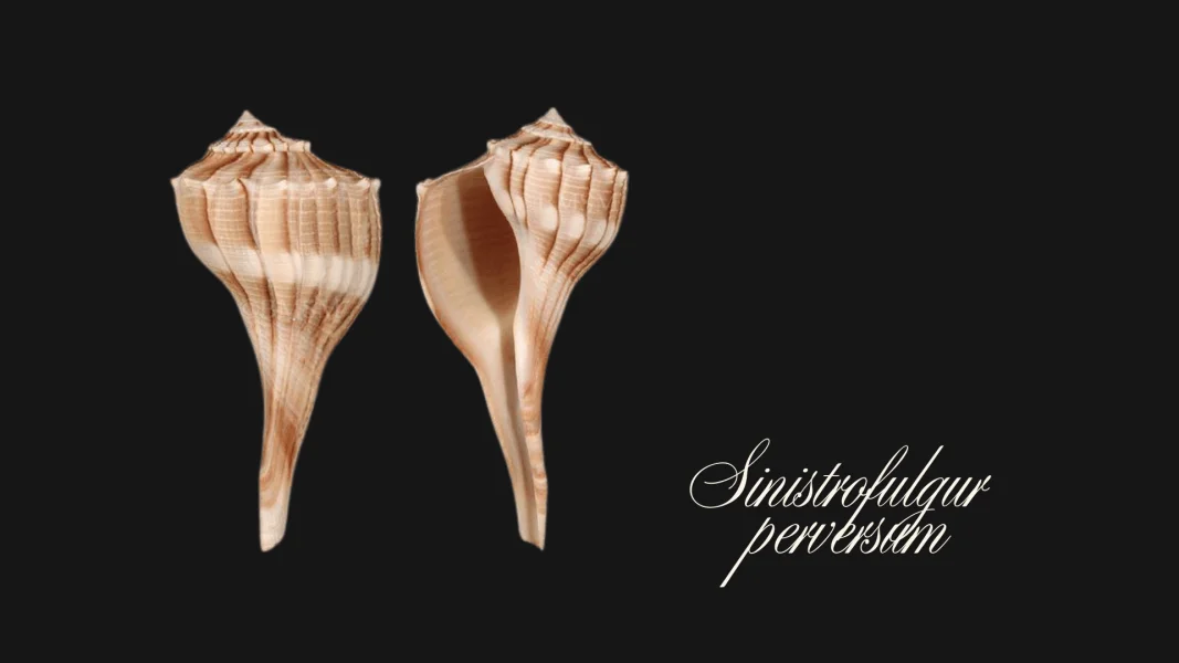 Lightning Whelks – The Left-Coiled Wonder