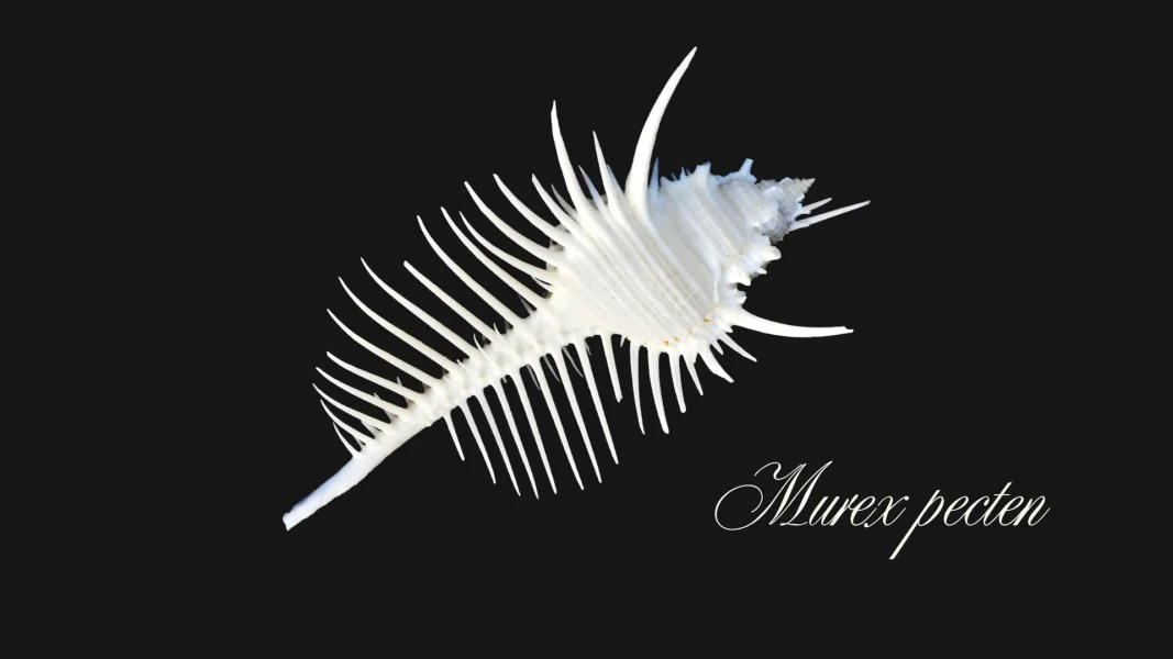 Venus Comb Murex