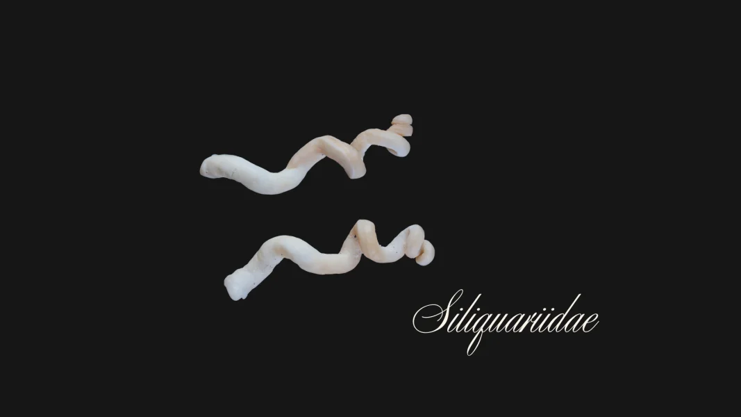 Worm snails