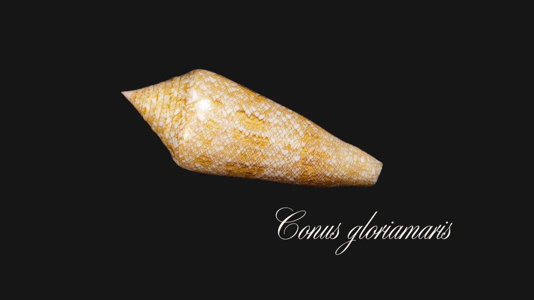 The Mystery of the Glorious Cone