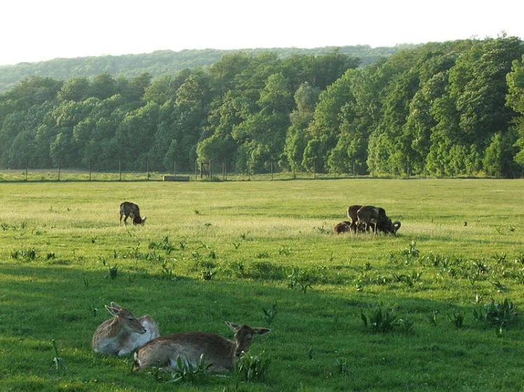 Lainzer Tiergarten