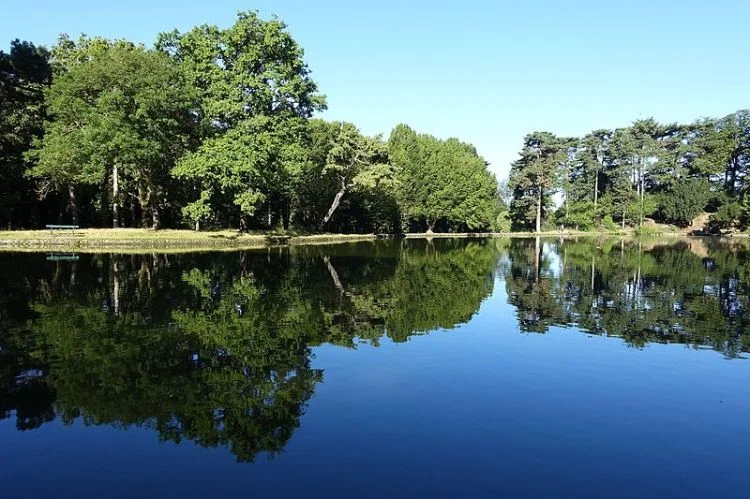 Boulogne Forest