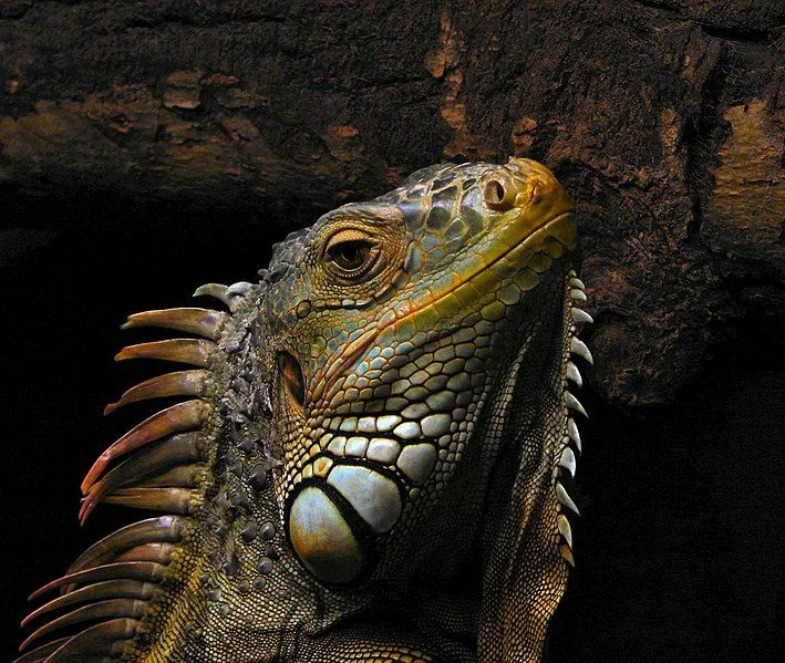 Oslo Reptile Park